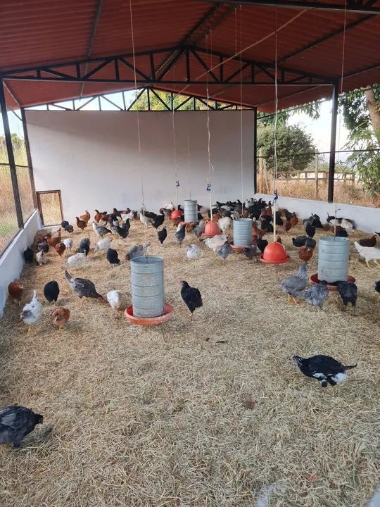 Ovos galados Galinha GLC - Foto 4