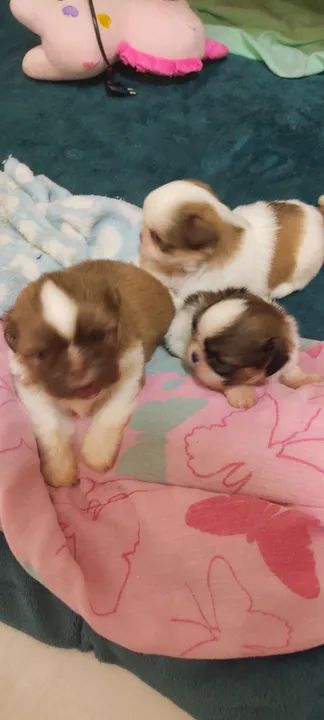 Lindos filhotes Shih Tzu  - Foto 3