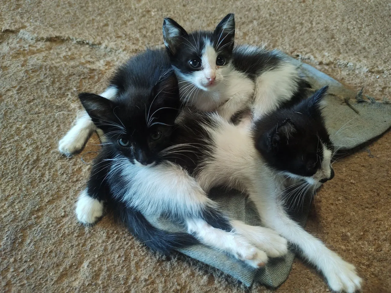 Dois gatinhos fofinhos para adoção
