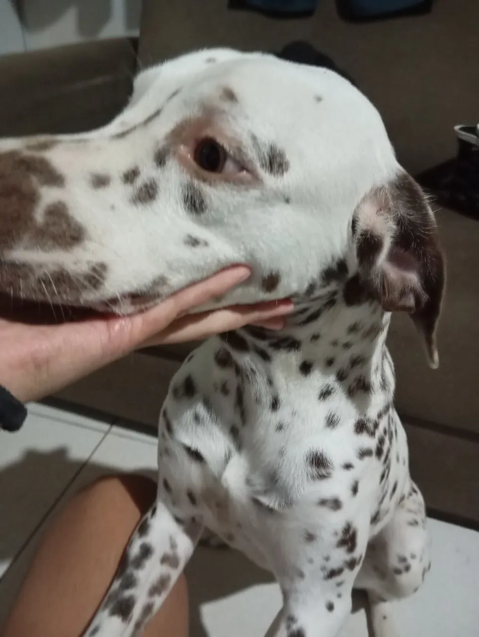 Filhote de Dálmata para adoção