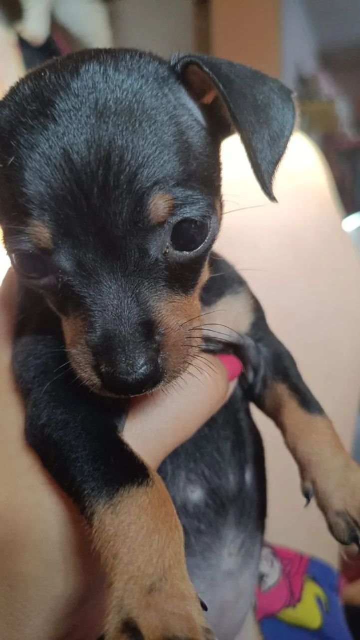 Pincher fêmea 01 - Foto 3