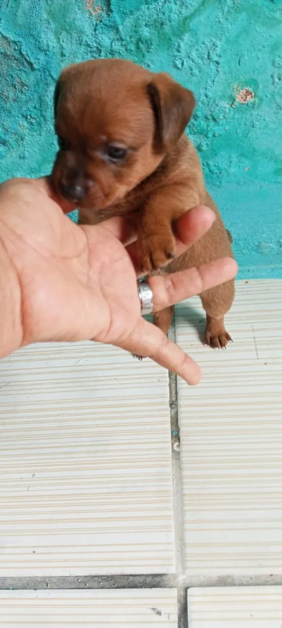 Filhotinho de Pinscher para vender