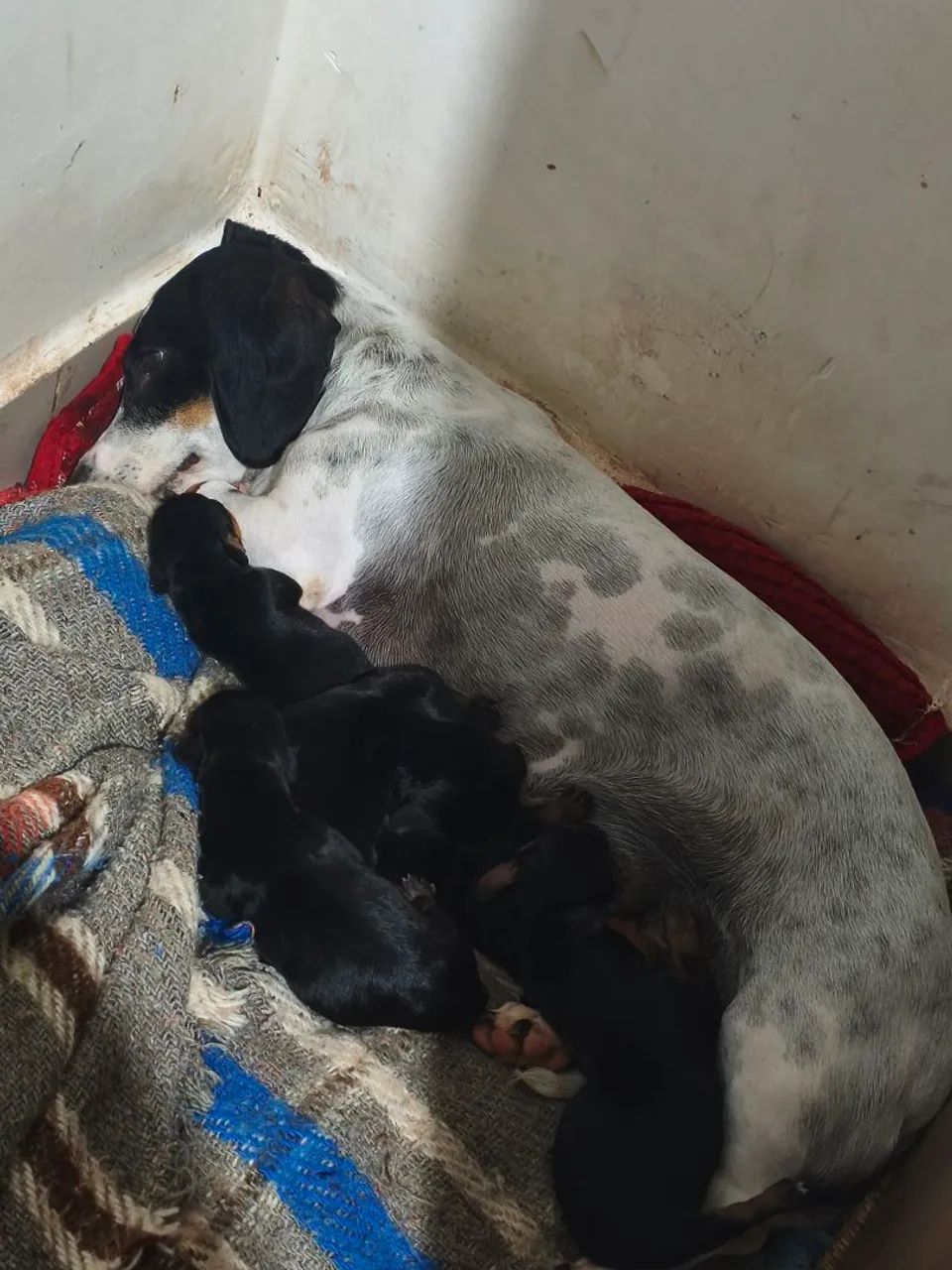 FILHOTES PURO Dachshund (COFAP LINGUICINHA)