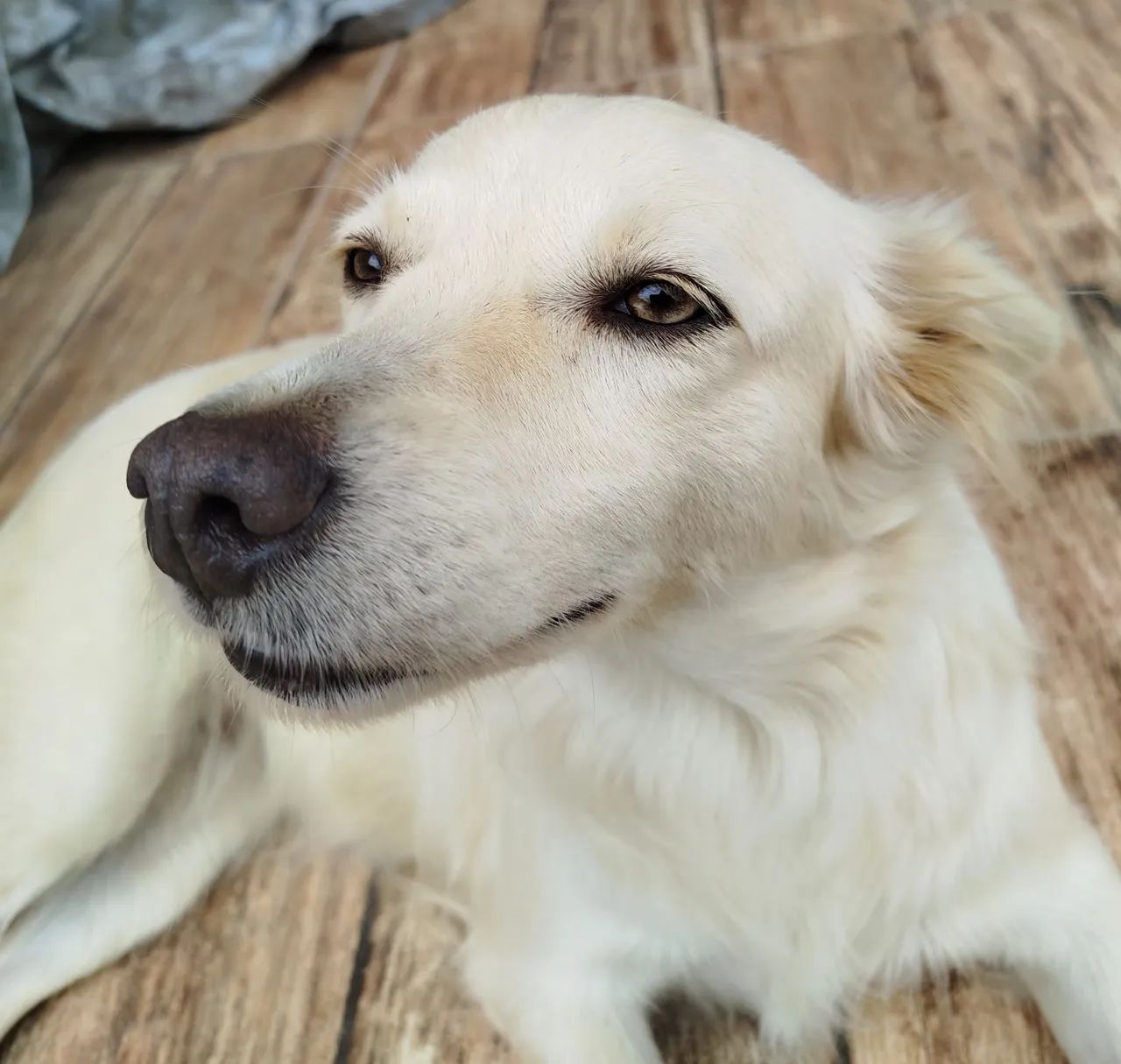 Doação cachorra - Foto 4