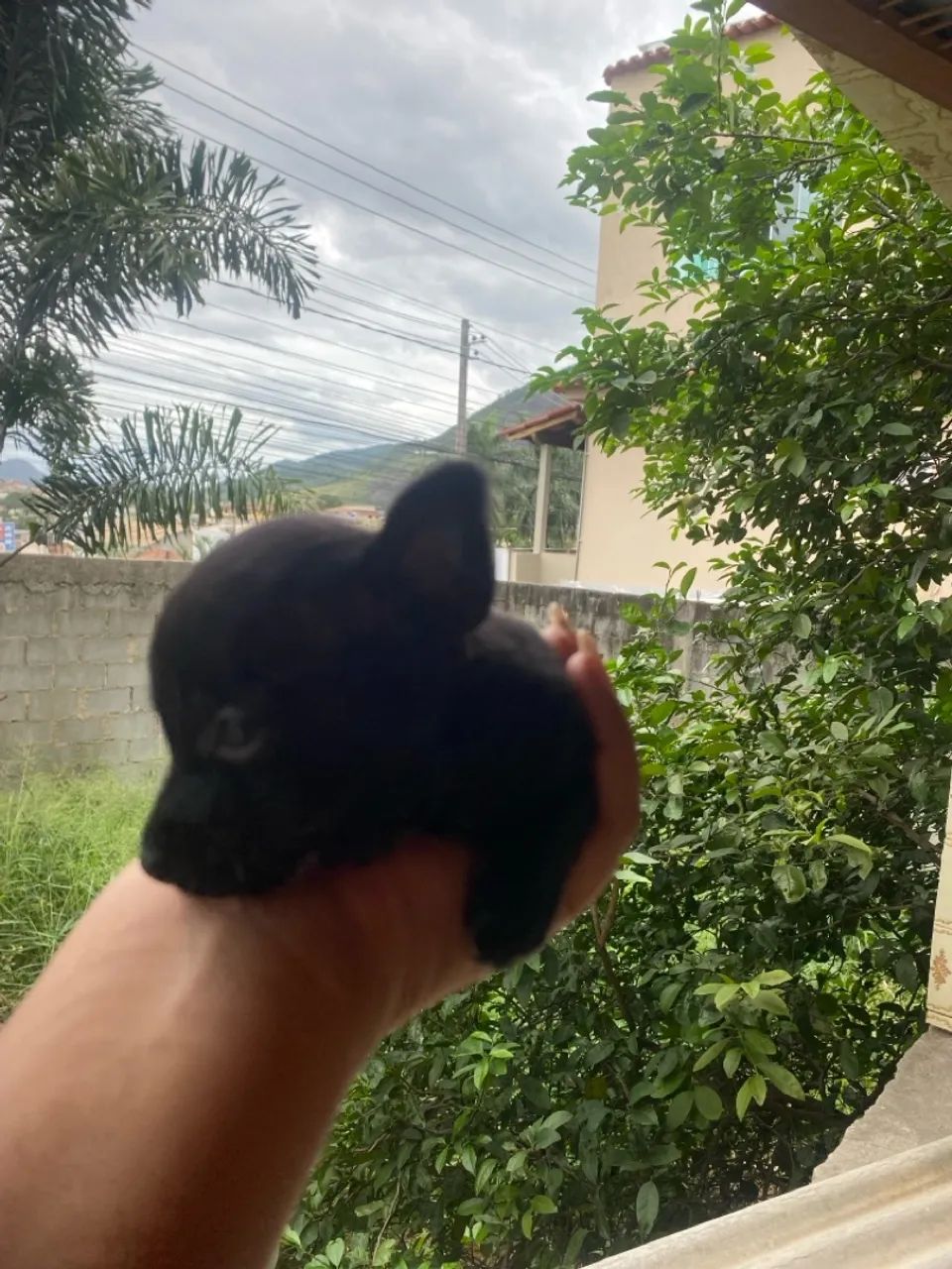 Vendo filhote fêmea de Pinscher zero - Foto 5