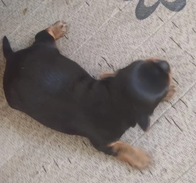 Filhote de Cachorro yorkshire