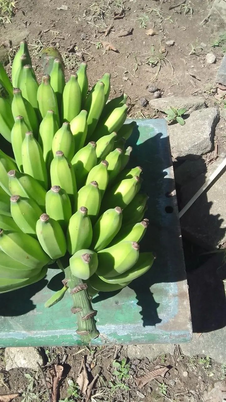 Bananas frescas para venda - Foto 4