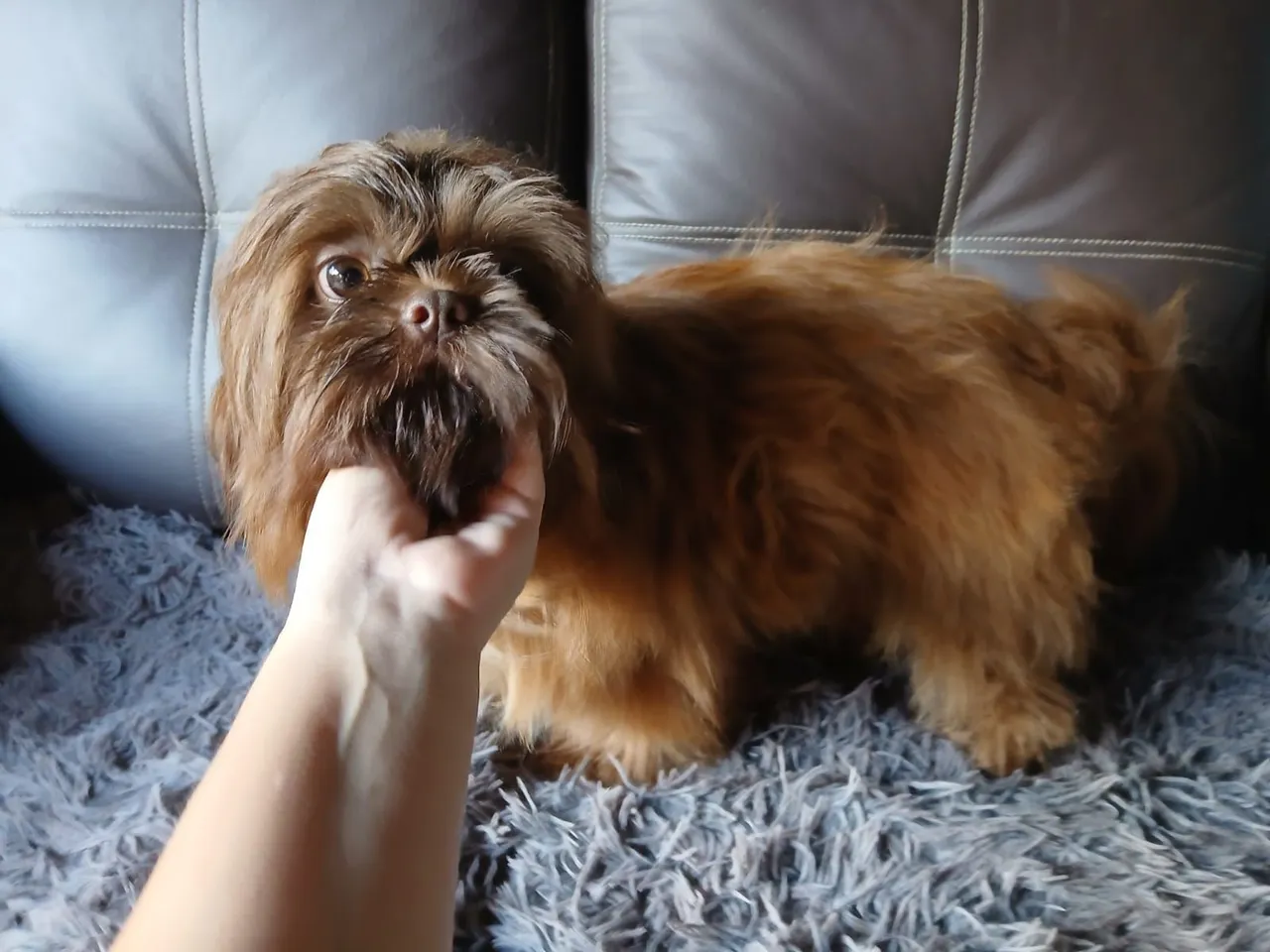 Macho shihtzu