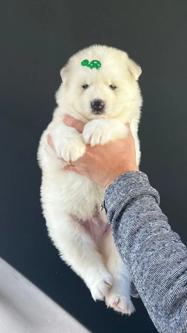 Husky Siberiano 