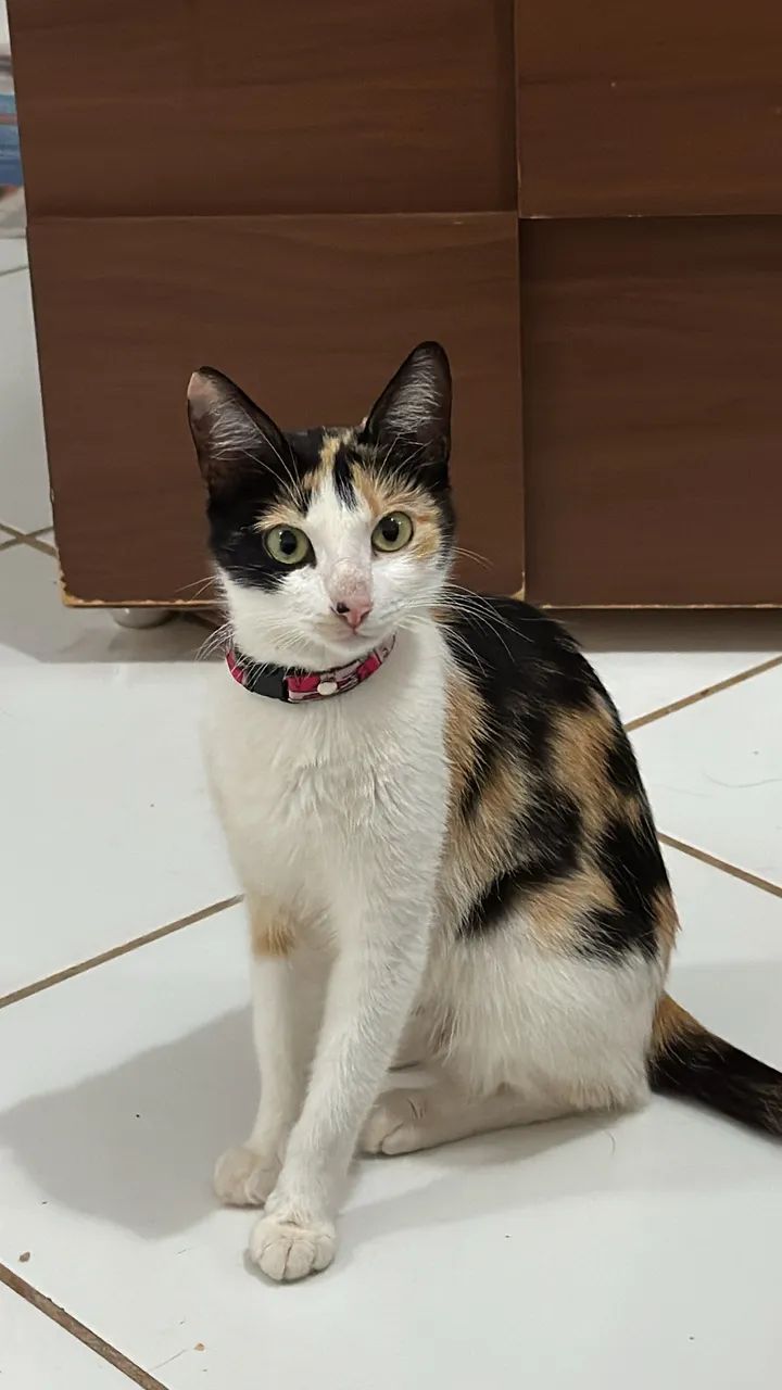 Gata fêmea linda pra doação  - Foto 2