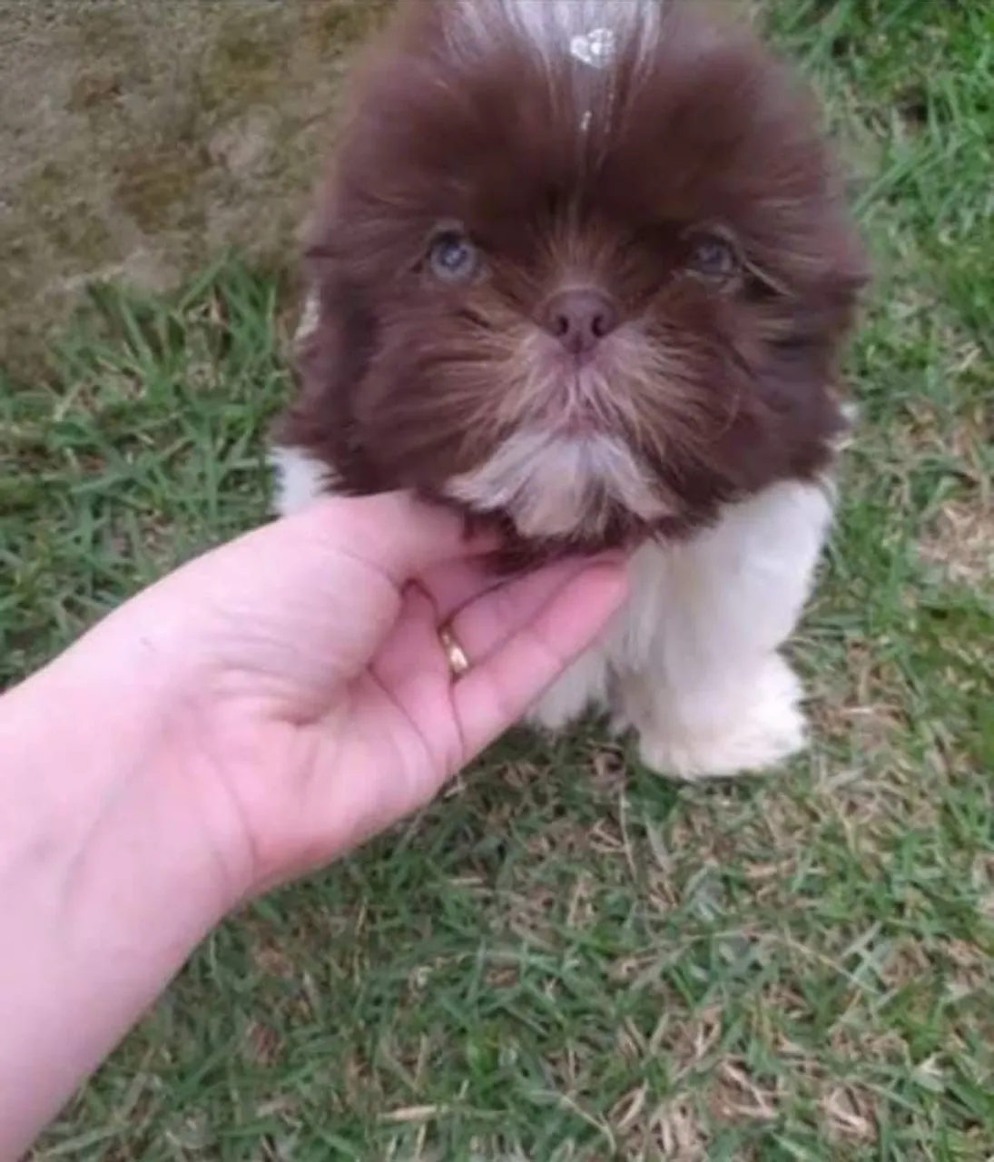 Shih Tzu  Fofo e Charmoso