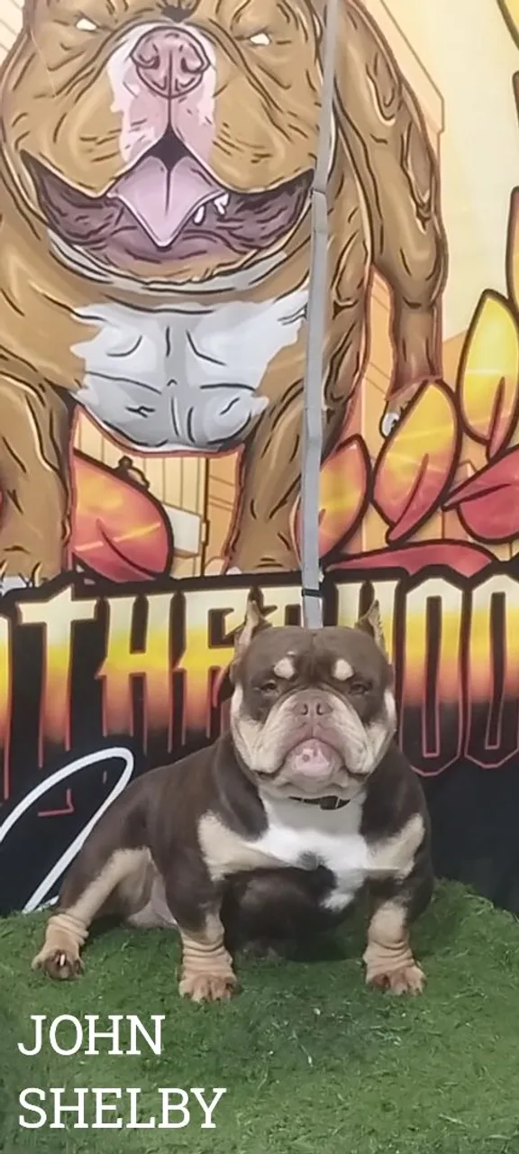 Filhote John Shelby - American Bully