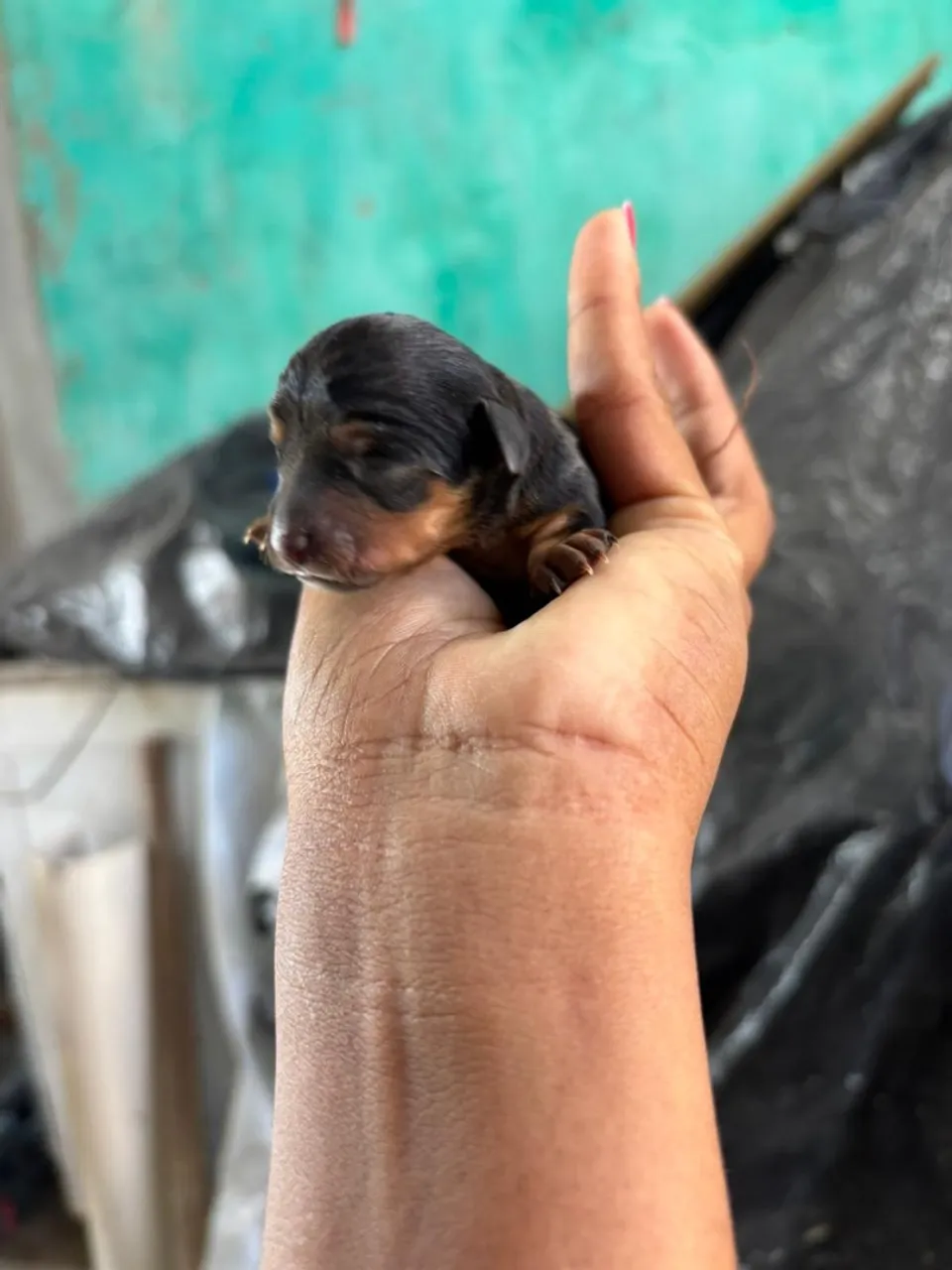 Pinscher n0com1
