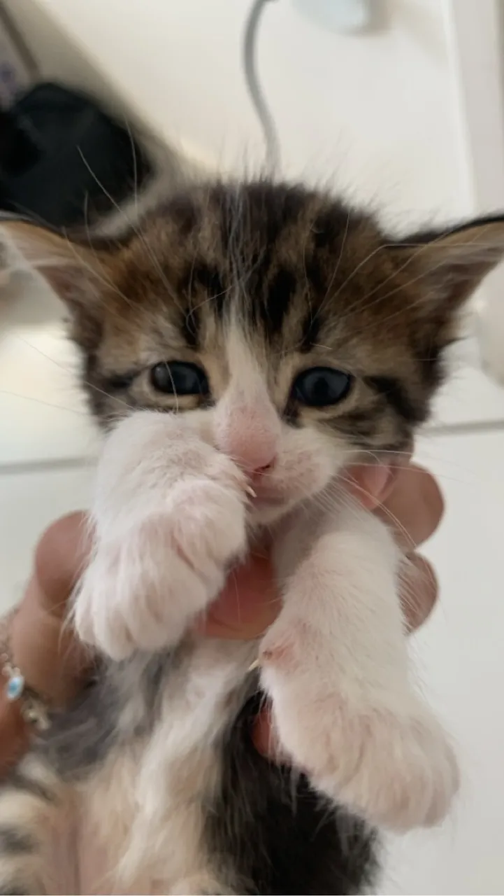 Filhotinhos de Gatos