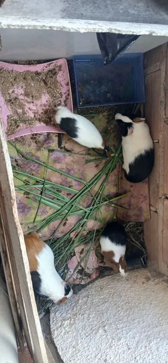 Porquinhos da india saudáveis  - Foto 6