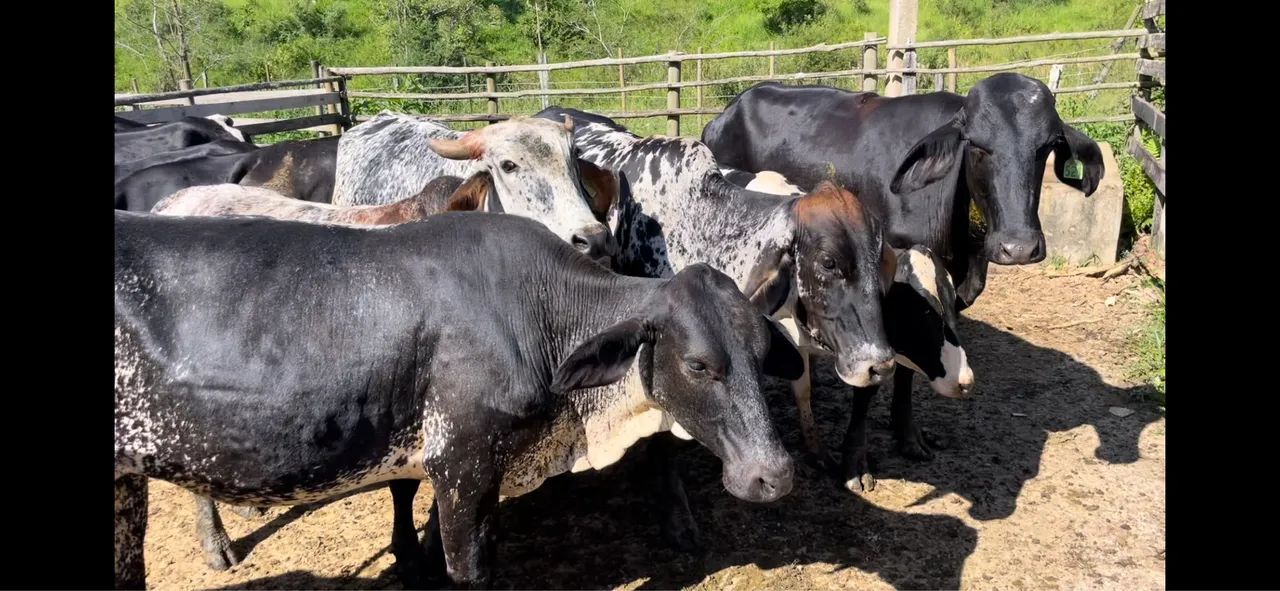 Novilhas Leiteiras de alto padrão  - Foto 4