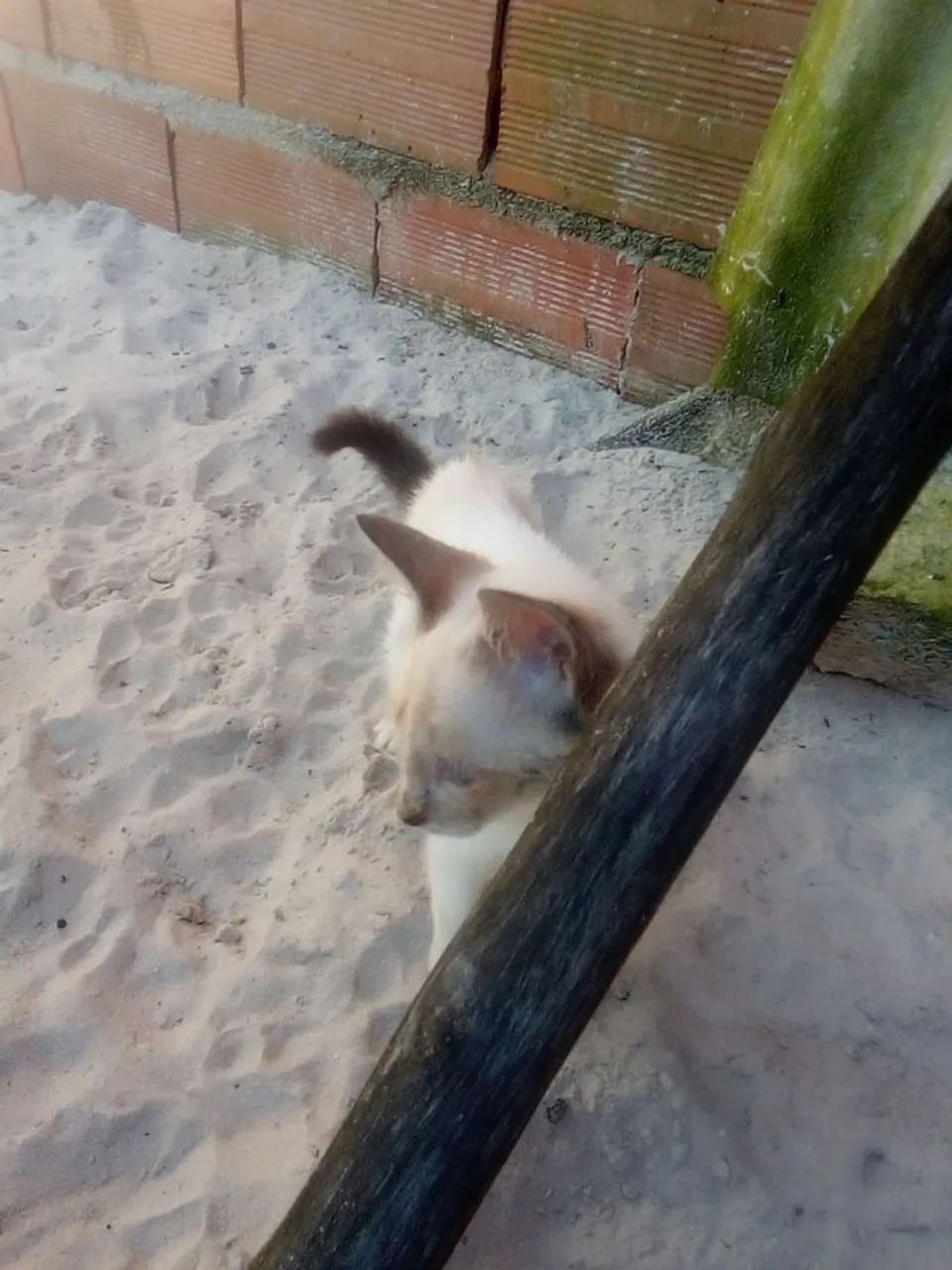 filhote de gato para adoção - Foto 3