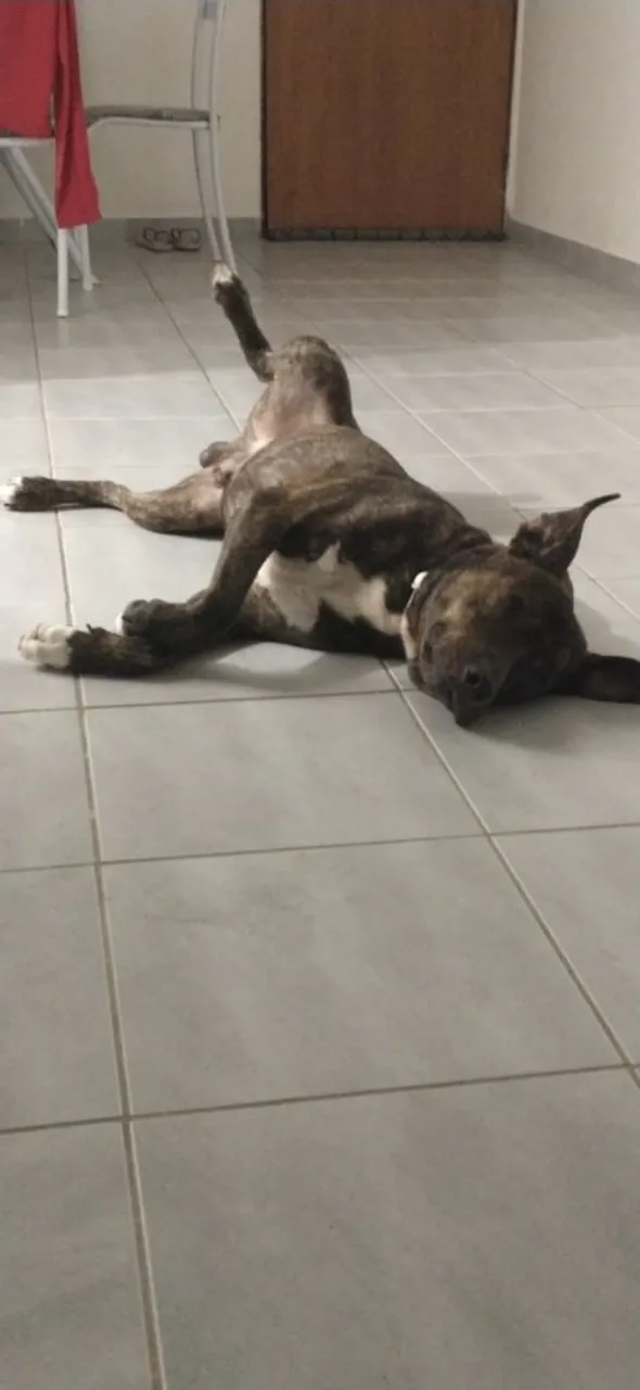 Pitbull Relaxando