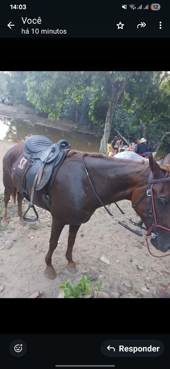 VENDE ÉGUA - Foto 2