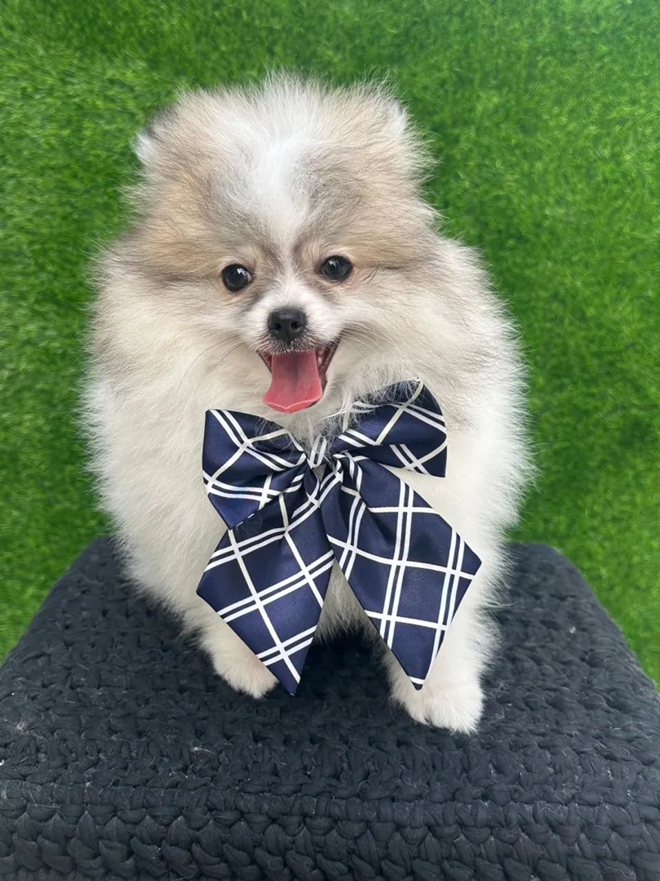 Spitz alemão anão - Foto 5