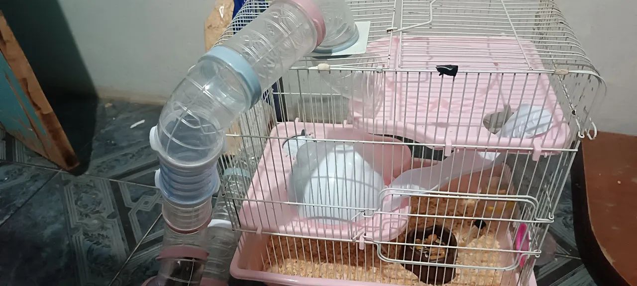 Hamsters com gaiola  - Foto 2