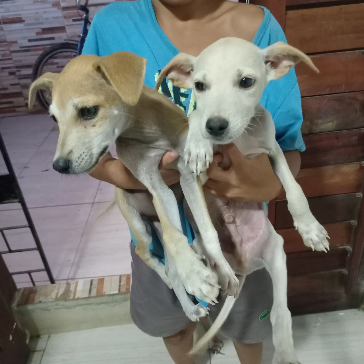 Dois filhotes de cachorro para adoção tou doado pq eu vou mim mudar e não tem como leva