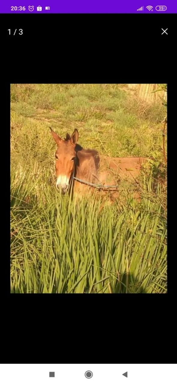 Burro para venda ou troca (se for a vista tem desconto)