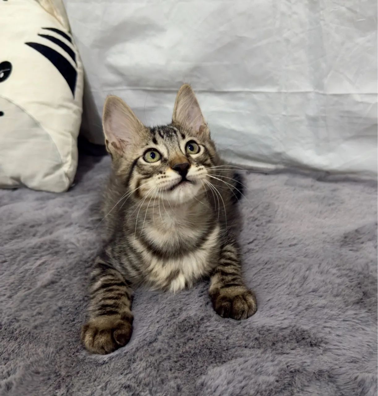 Lindo gatinho para doação 