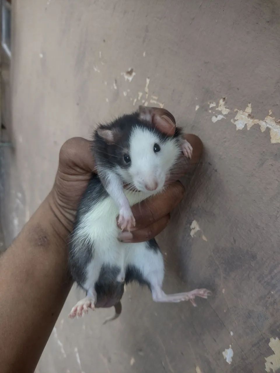 Rato Twister / Mercol machos e fêmeas 