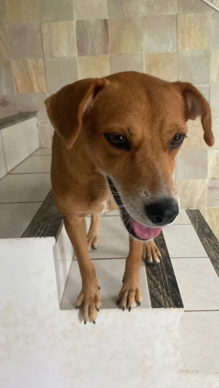 Cachorro de porte médio para adoção