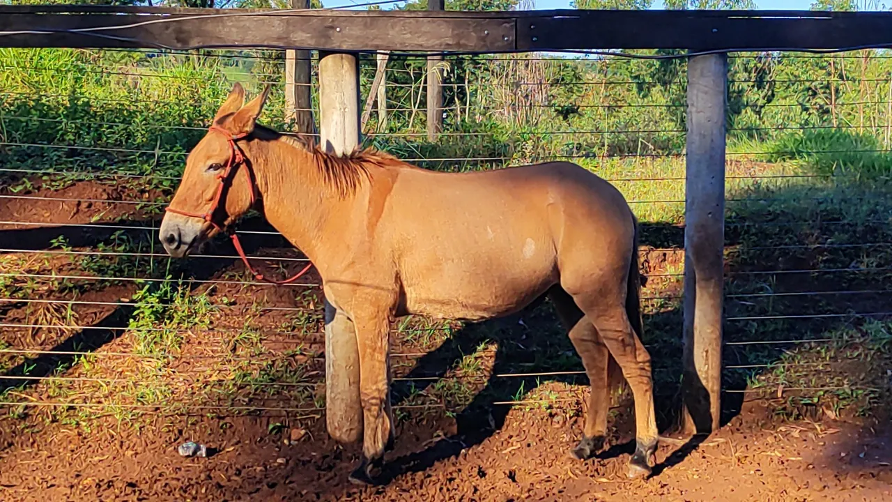 Burro novo