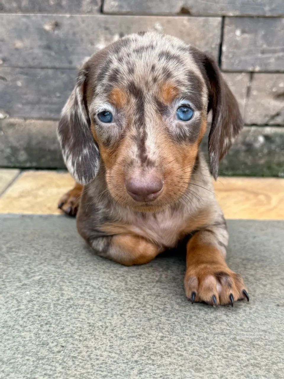FILHOTES  DE DACHSHUND