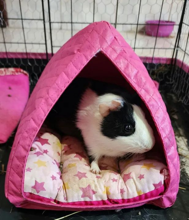 Doação porquinho da índia 1 ano 