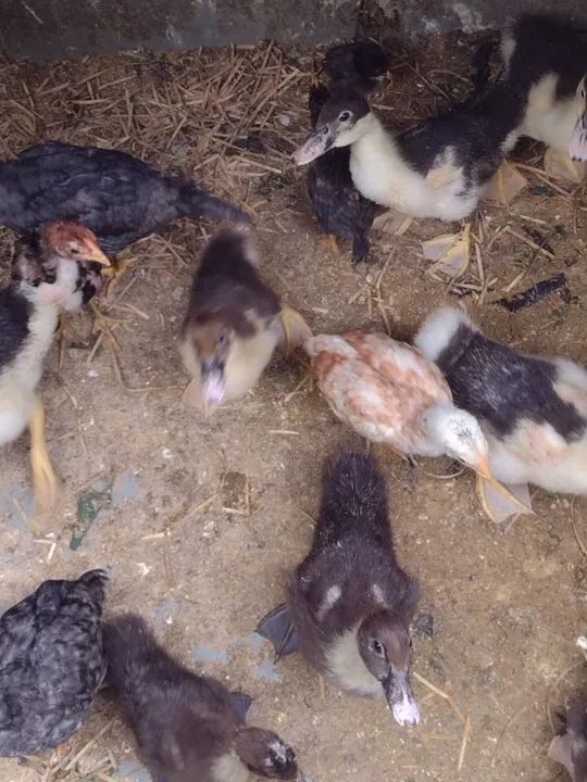 Vende se galo ,patos,e perus - Foto 4
