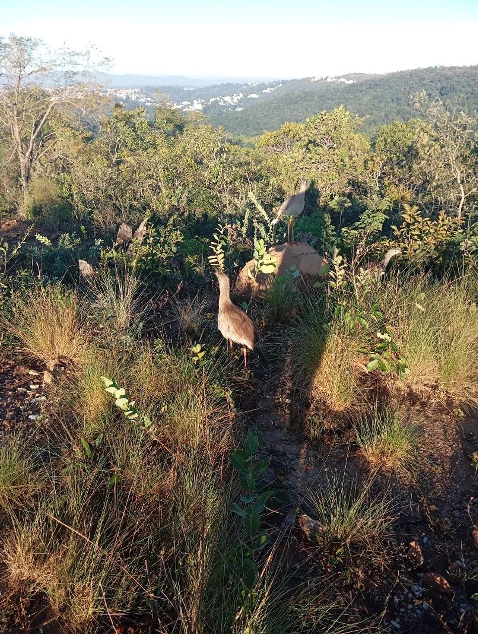 Terreno na várzea das flores  - Foto 8