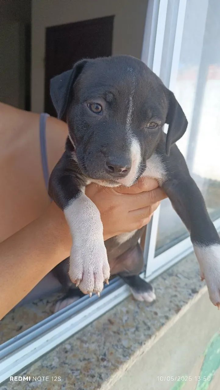 Filhote de Pitbull - Foto 4