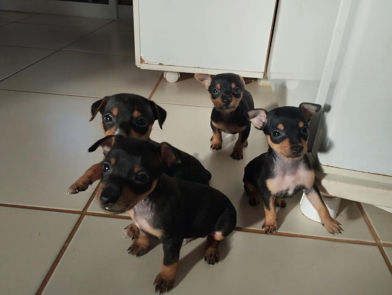 Filhotes de Pinscher disponíveis para venda disponível!