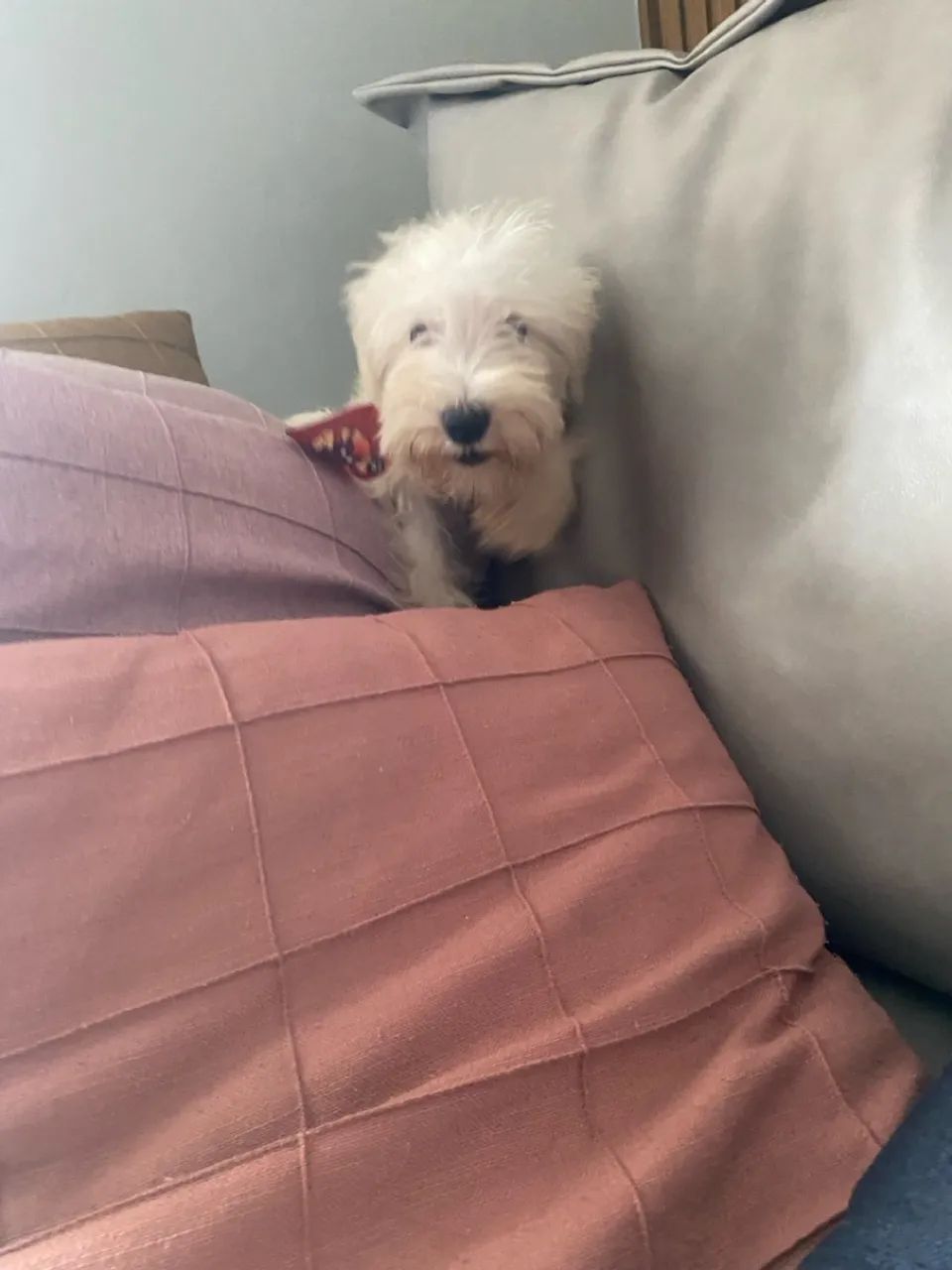 Schnauzer Branco miniatura  - Foto 3