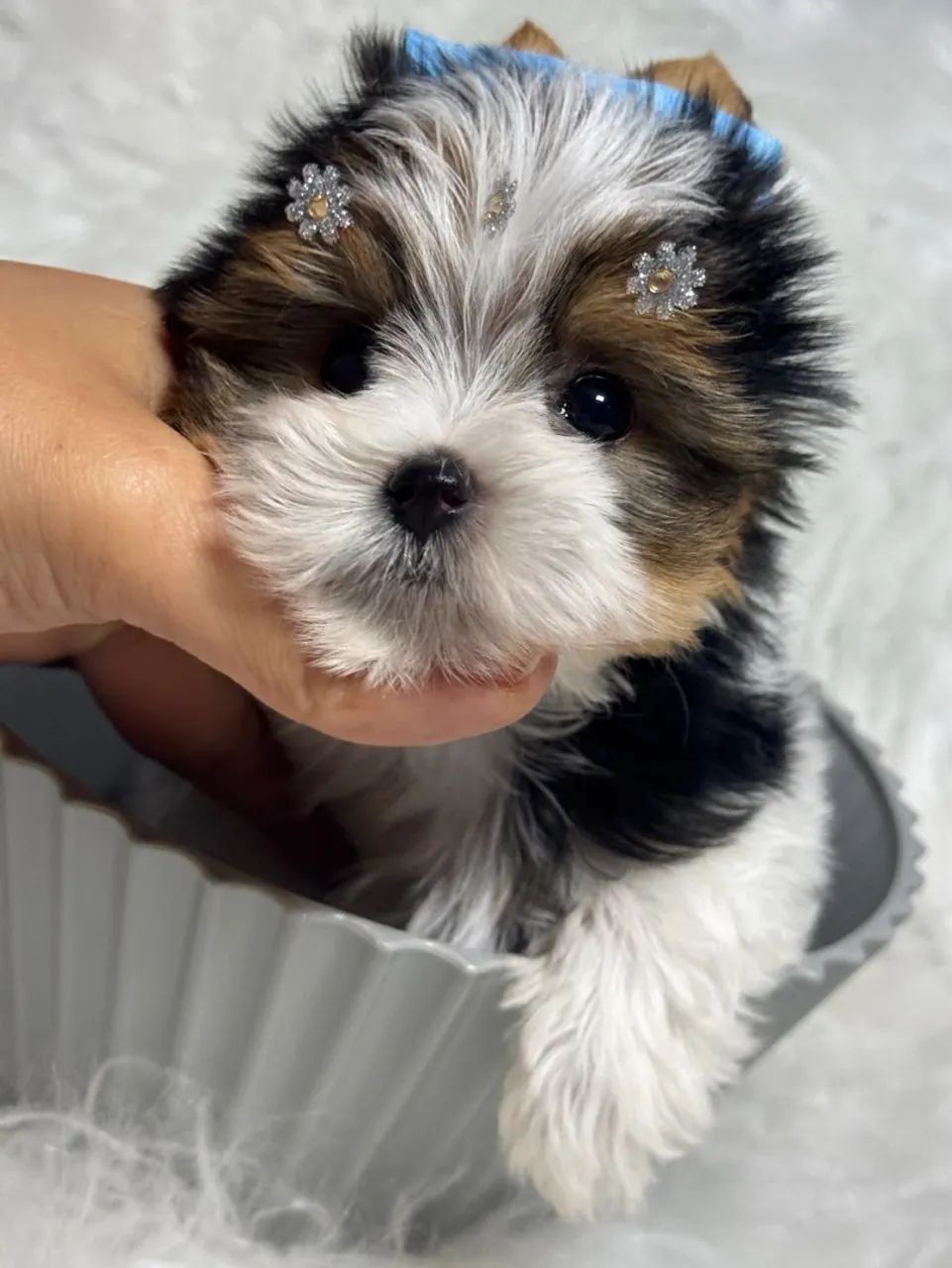 Yorkshire Biewer machinho miudinho 