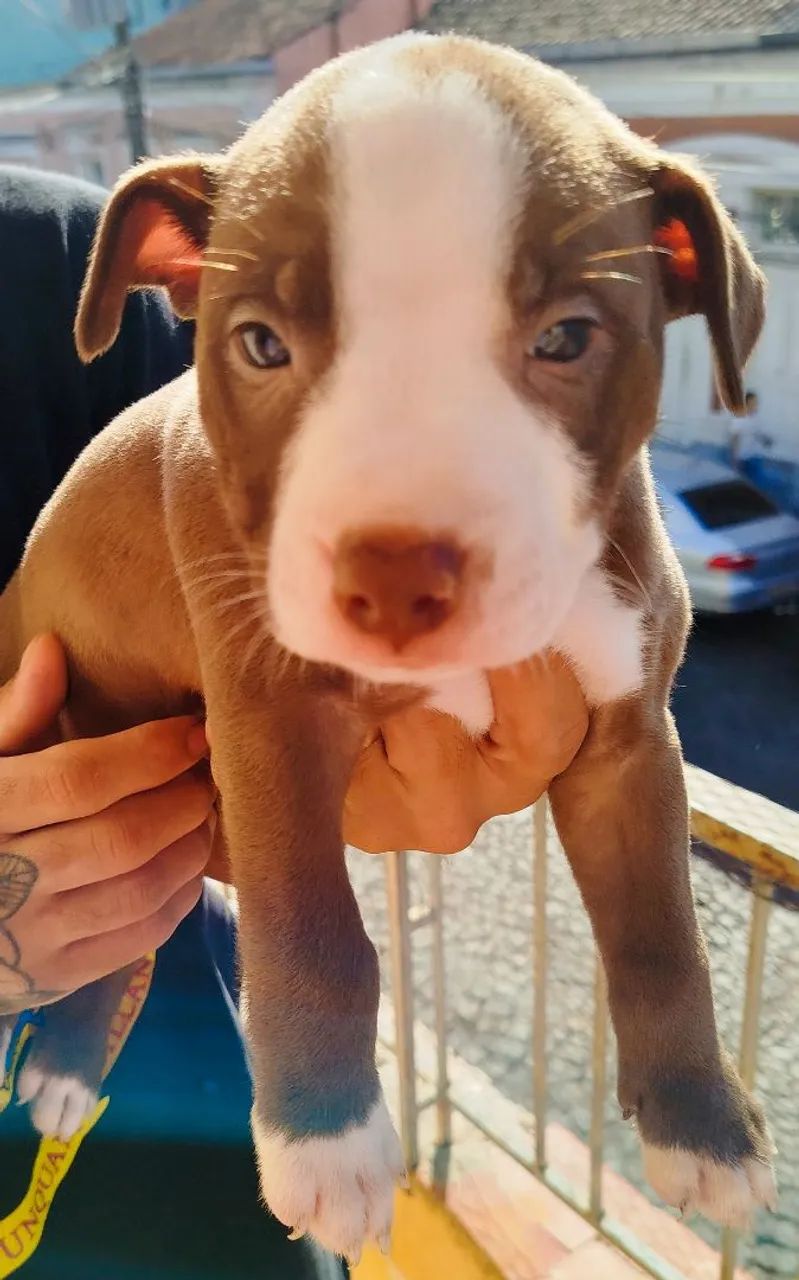 Pitbull APBT x RED NOSE 