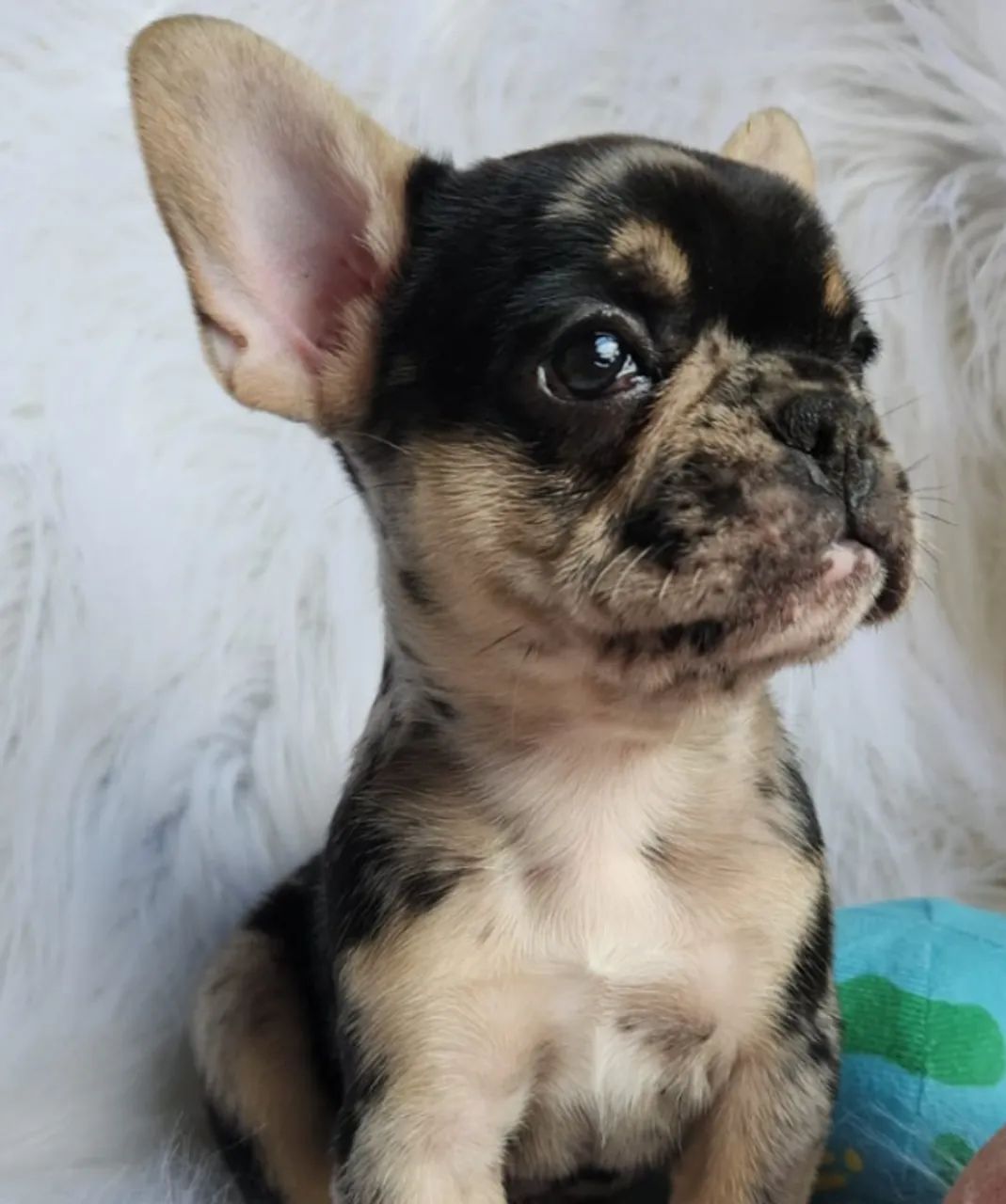 Buldogue Francês / Bulldog Francês