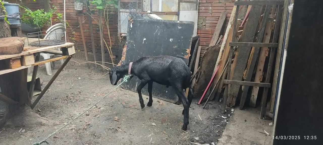Carneiro Preto - Excelente para Criação - Foto 3