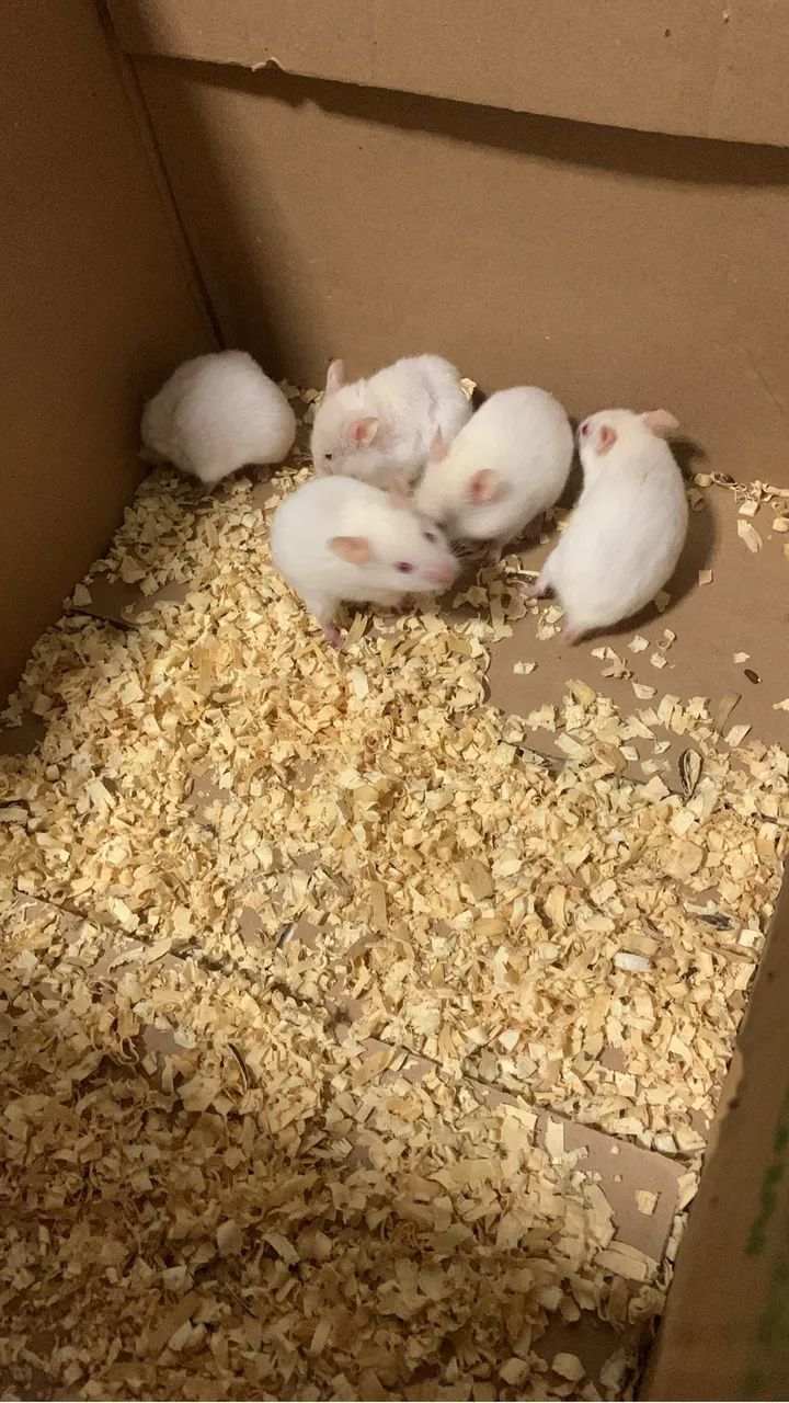 Hamsters sírios lindos  - Foto 3