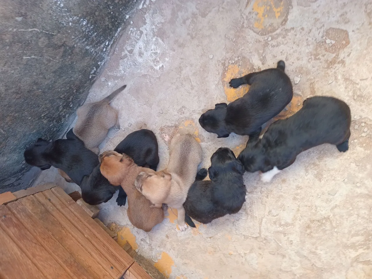 Filhotes de cachorro adoráveis para adoção