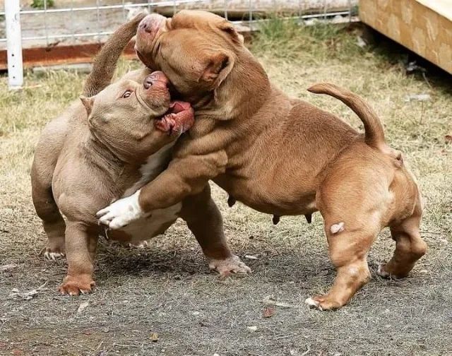 American Bully com Excelente Estrutura e Temperamento - Converse via WhatsApp - Foto 4