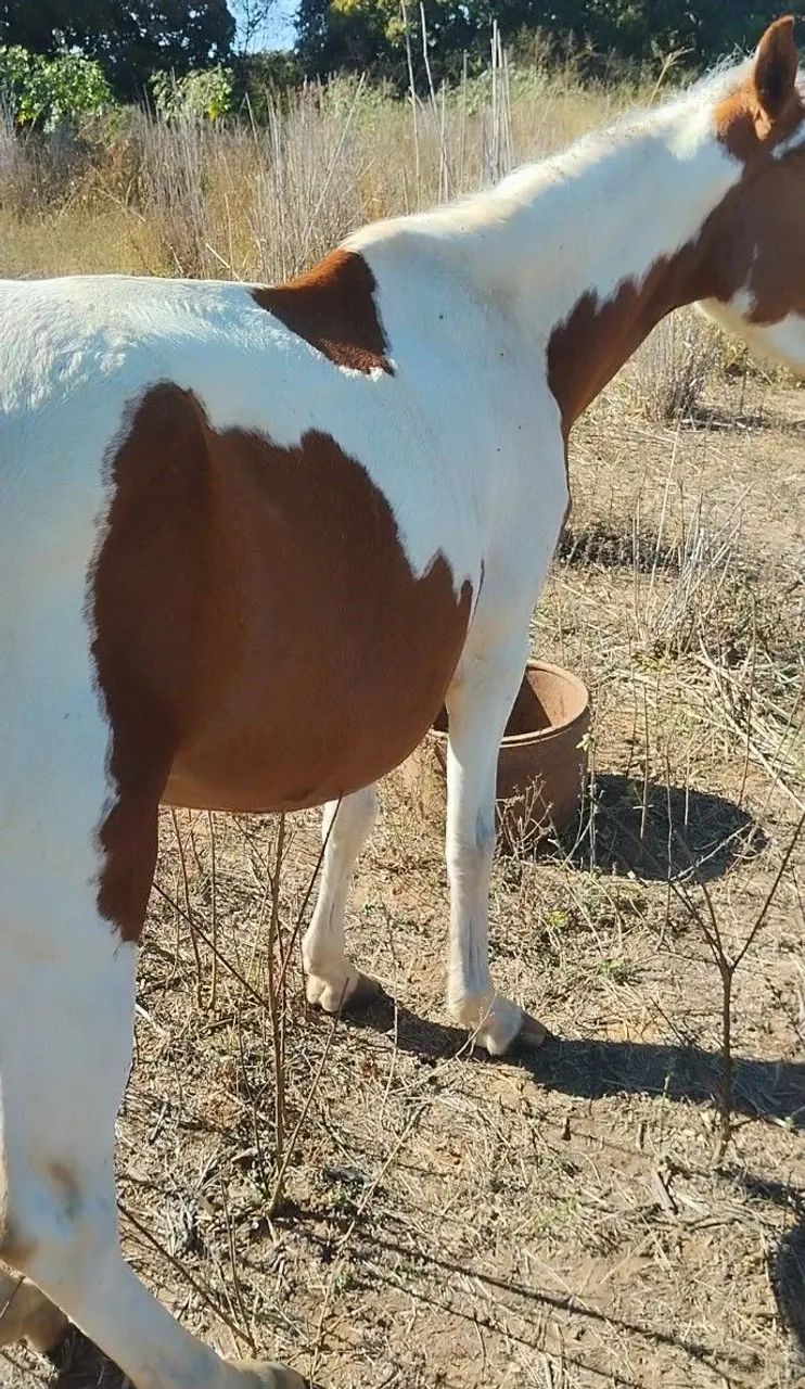 Égua paint hrose - Foto 5