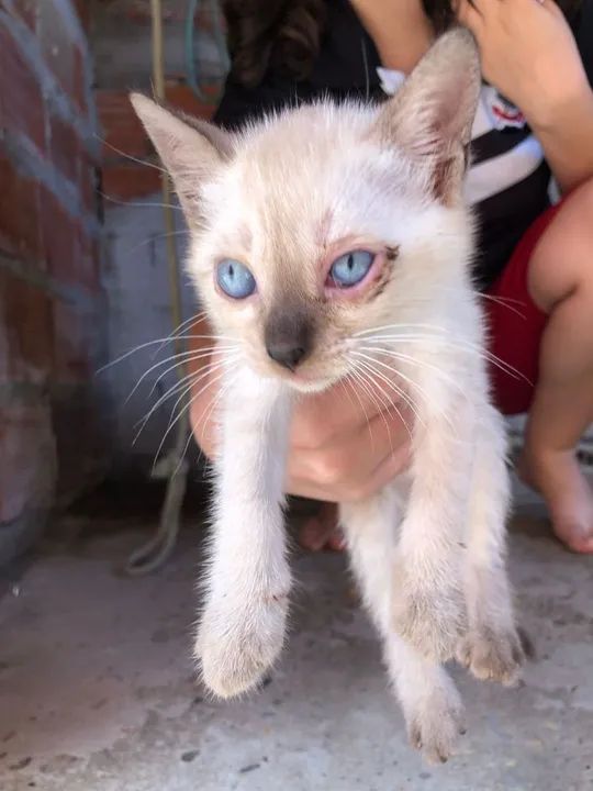 Gatos Filhotes para adoção  - Foto 4