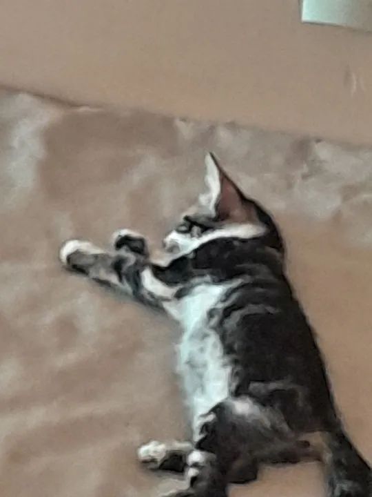 Duas gatinhas fofinhas para adoção! - Foto 5