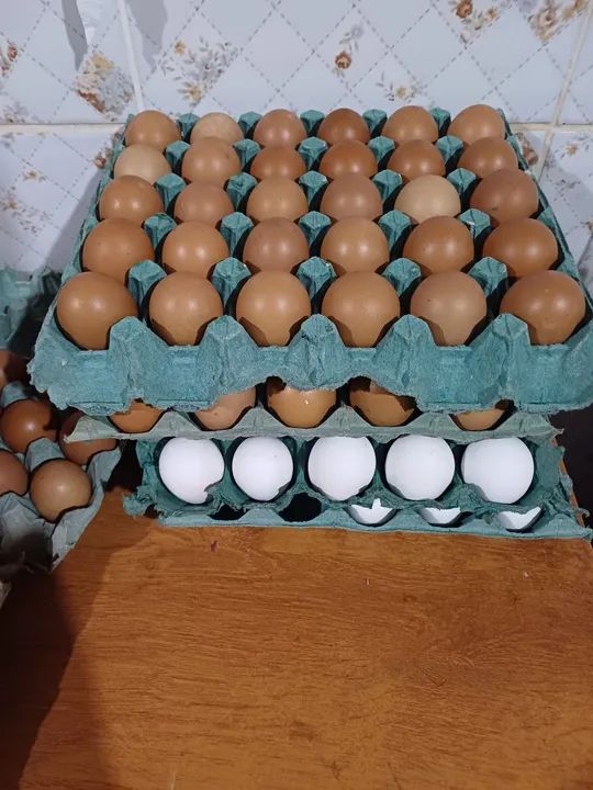 Ovos de Galinha Frescos