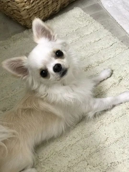 Chihuahua pelo Longo Filhotes na Cor Branco - Foto 2